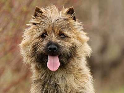 Cairn Terrier